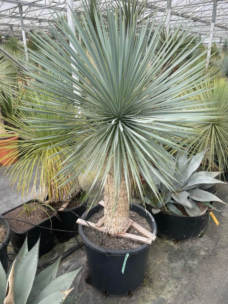 Yucca Rostrata, Jardin & Terrasse, Plantes | Arbres, En pot, 100 à 250 cm, Plein soleil, Enlèvement