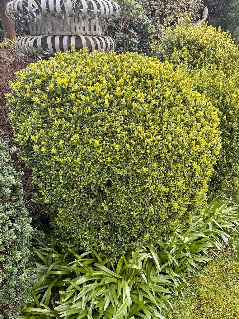 ruime keuze aan mooi onderhouden buxusplanten, Ophalen, Buxus, Haag, 100 tot 250 cm