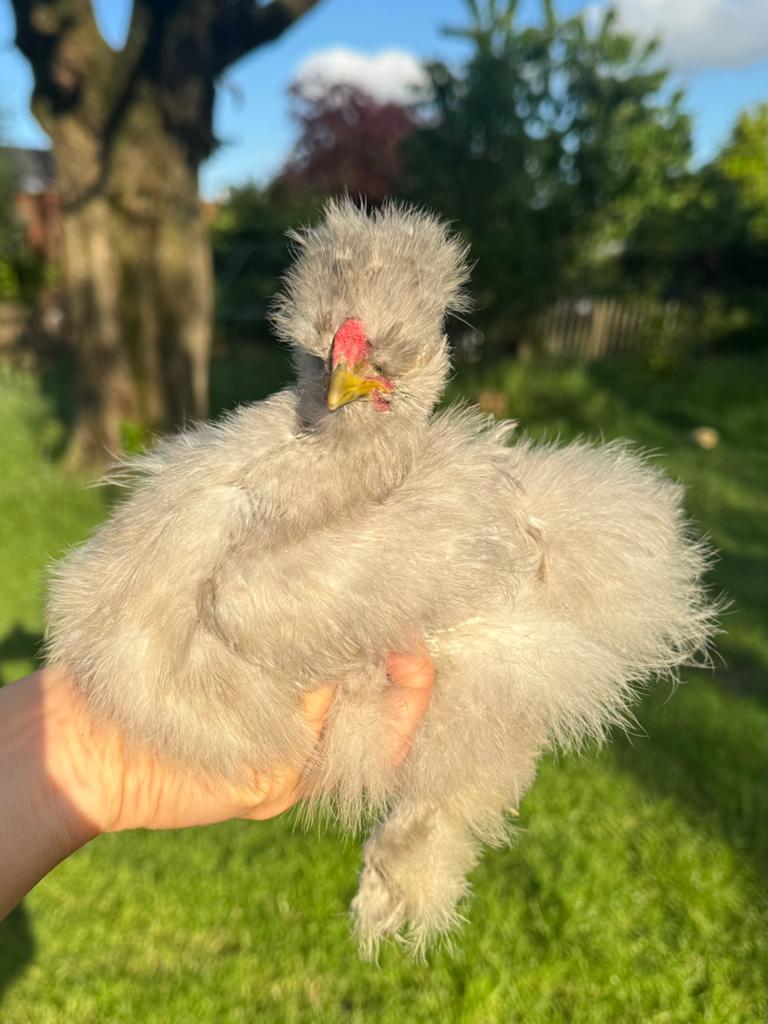 Jonge usa zijdehoen haantjes, Dieren en Toebehoren, Pluimvee, Mannelijk, Kip