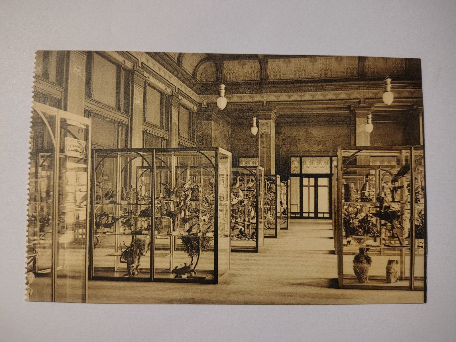 Palais des fêtes du zoo d'Anvers - Musée (hall principal)., Collections, Enlèvement ou Envoi, Anvers