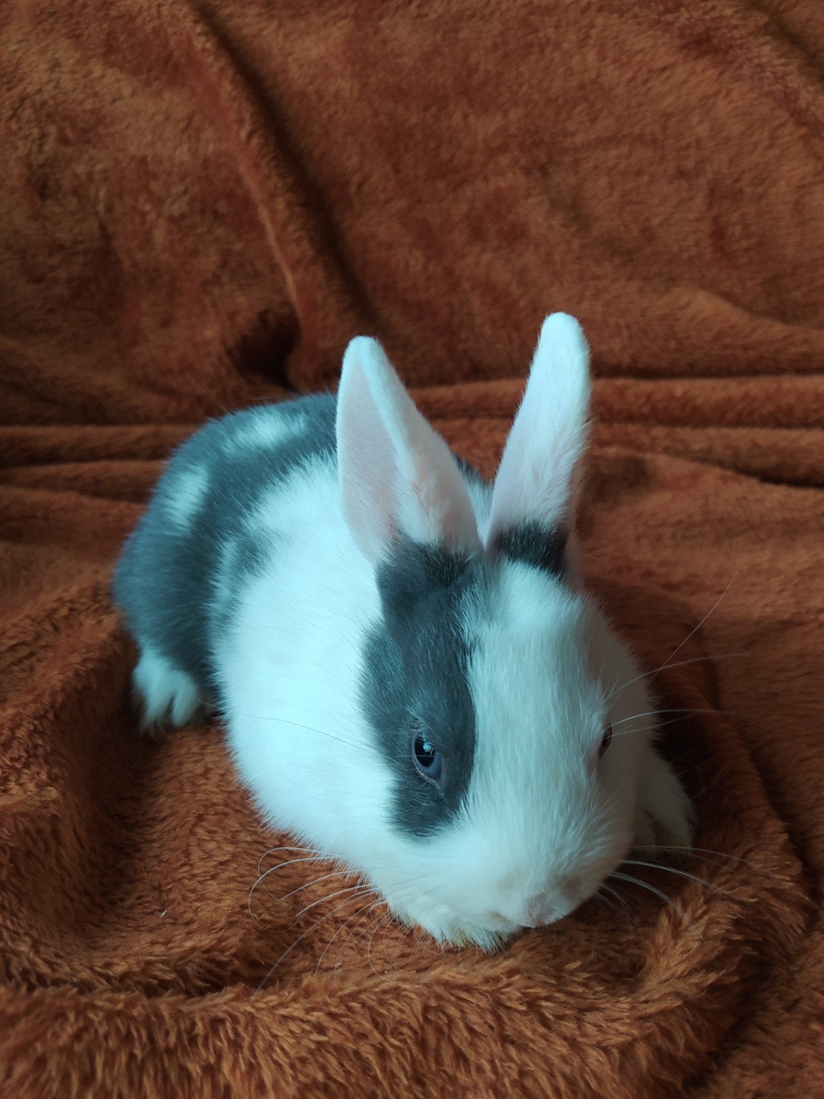 Lieve, sociale dwergkonijntjes zoeken een nieuwe fijne thuis, Meerdere dieren, Dwerg, 0 tot 2 jaar