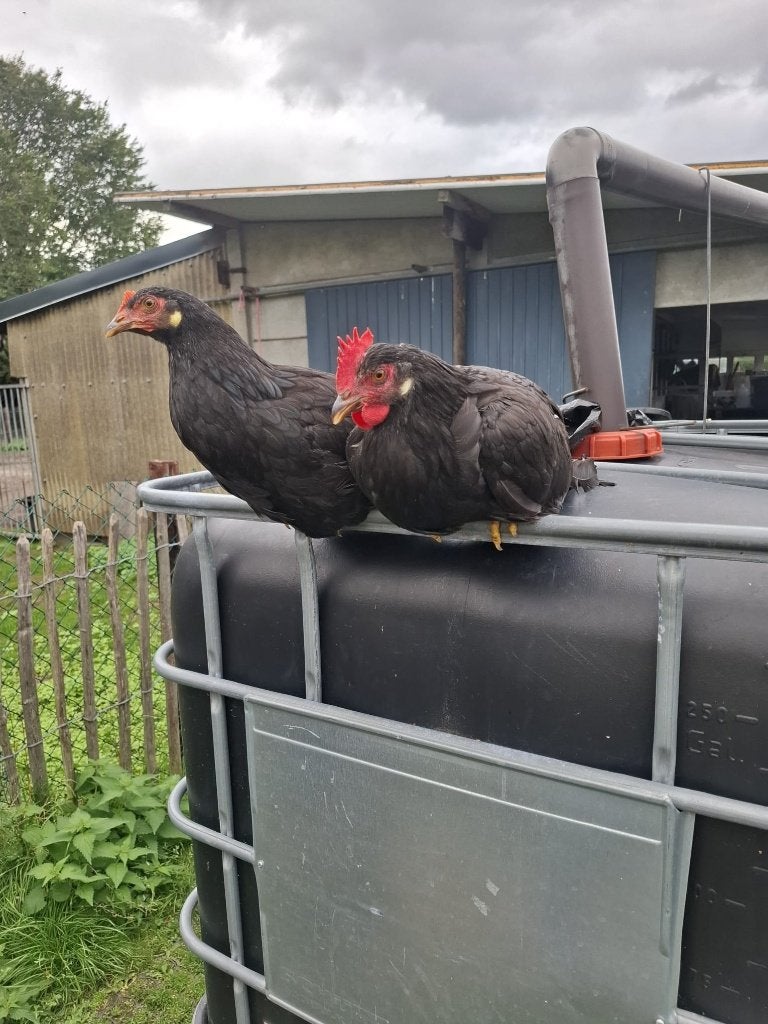 Leghorn