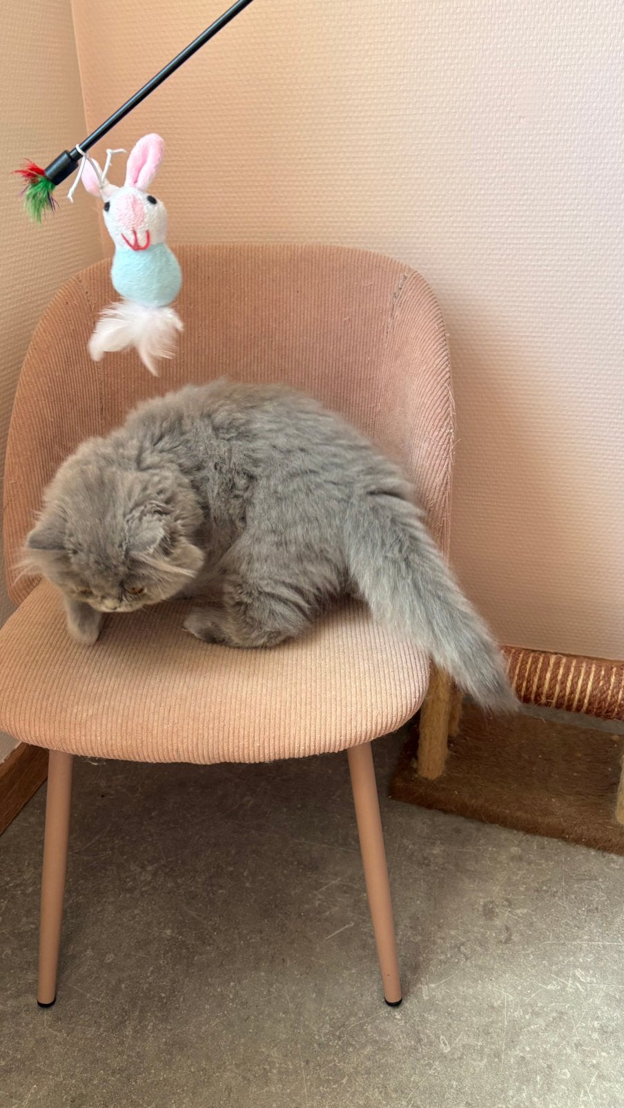 Brits langhaar meisje, Chatte ou Chat, Vermifugé, 0 à 2 ans