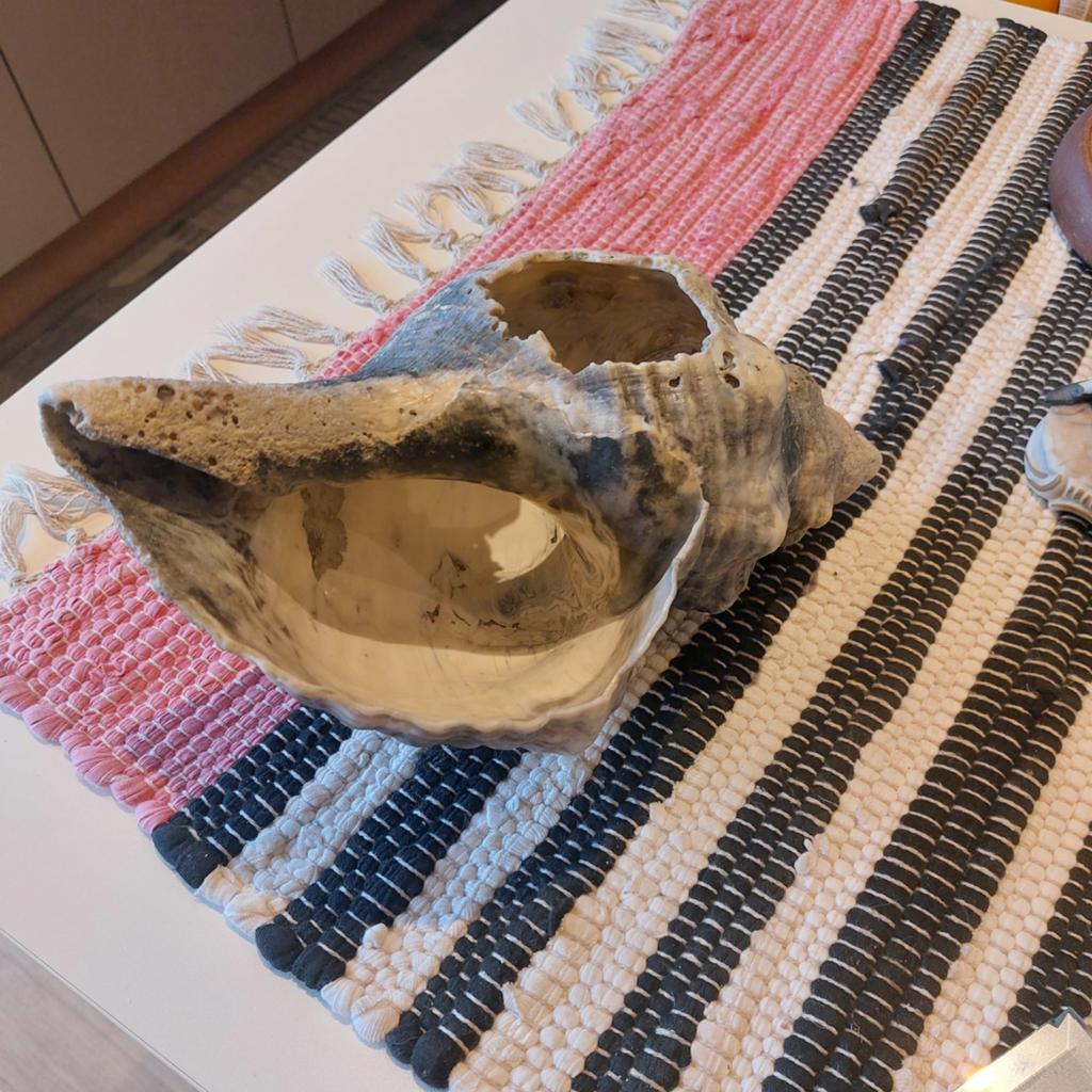Schelp mooi voor in aquarium, Dieren en Toebehoren, Vissen | Aquariumvissen