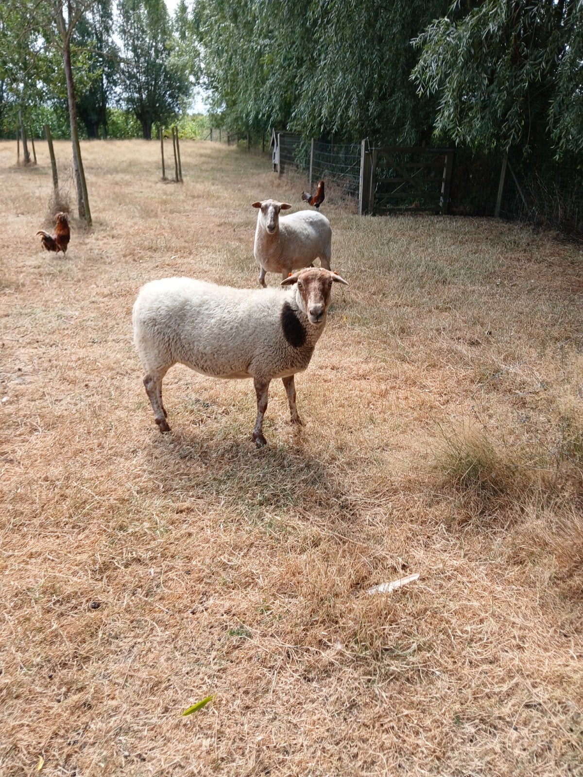 2 ooien, Dieren en Toebehoren, Schapen, Geiten en Varkens