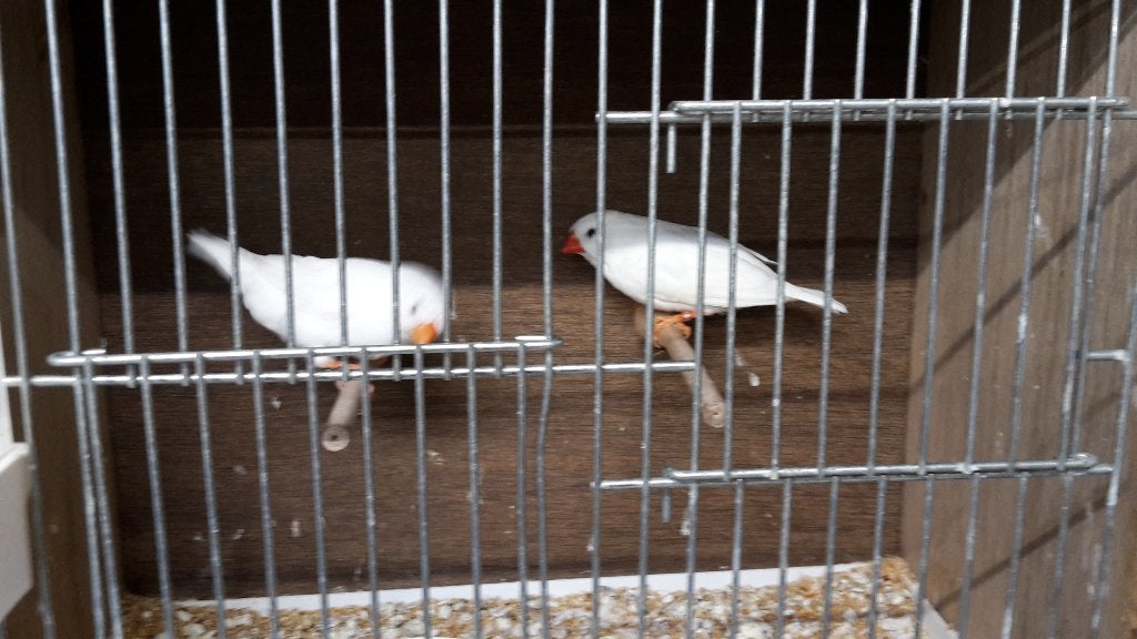 witte zebravinken, Bagué