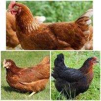 poussins d'un jour de 13 rasses pondre/viande pour 27 octobr, Plusieurs animaux, Poule ou poulet