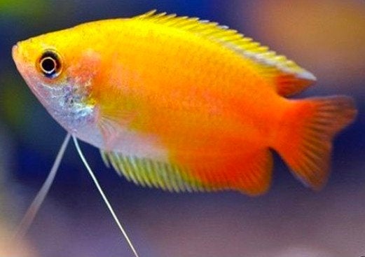 Golden dwarf honey gourami visje - aquariumvis, Poisson d'eau douce