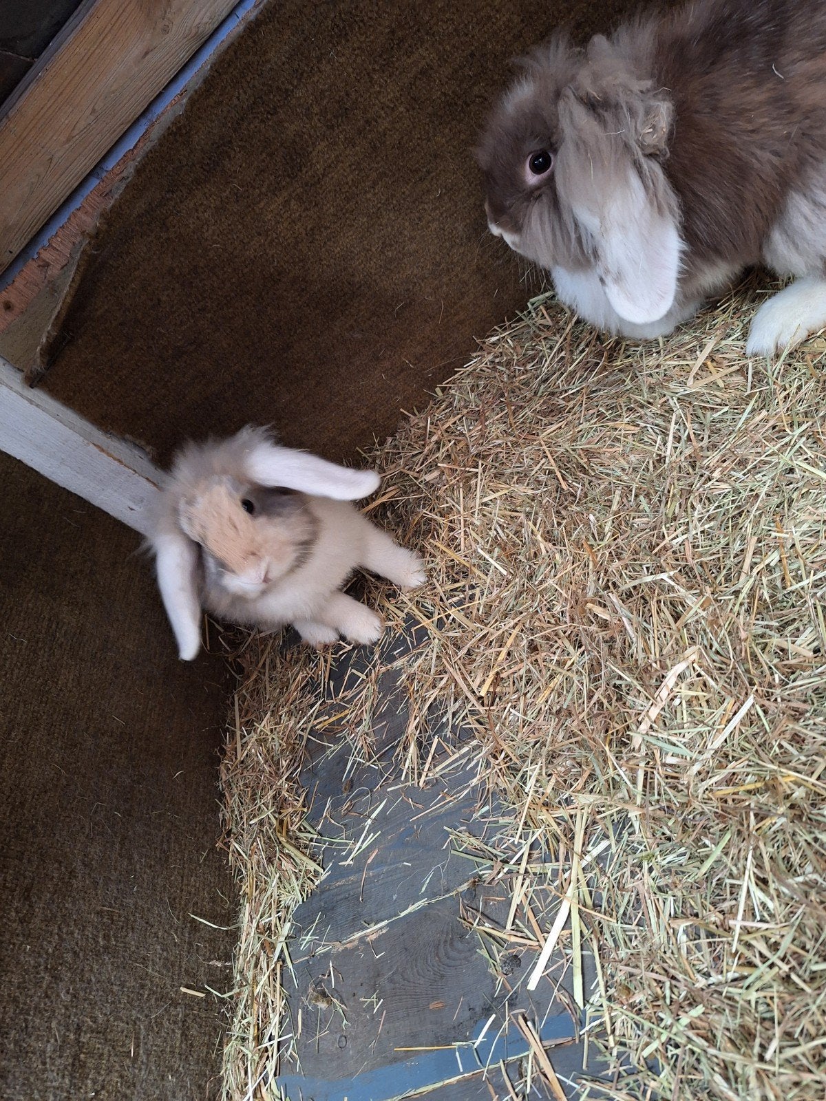 Te koop koppelte konijntjes, Dieren en Toebehoren