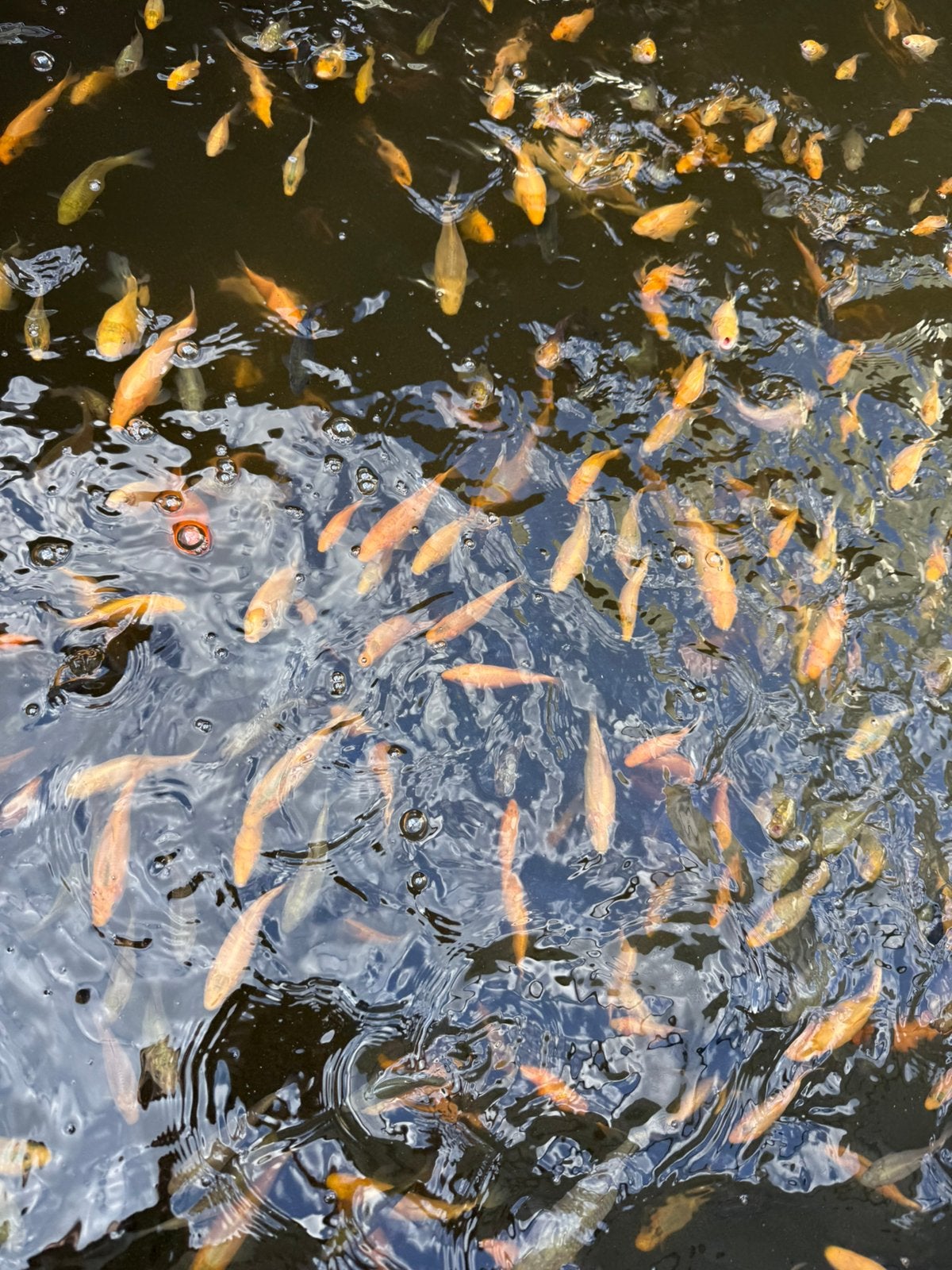 Kleine koi's ( chagoi, karashigoi, doistu's ), Dieren en Toebehoren, Karper of Koi