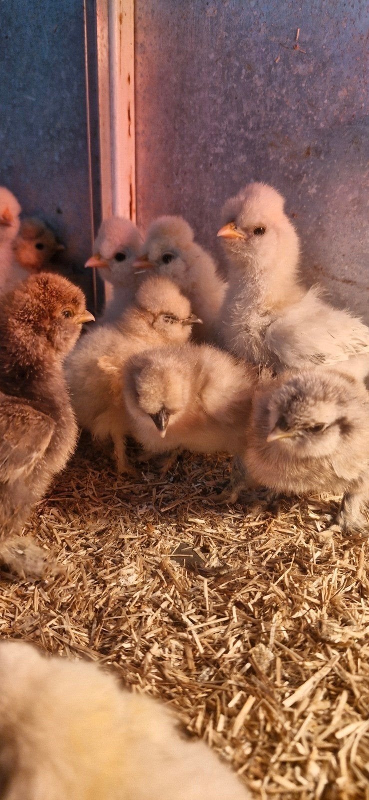 Usa zijdehoen kuikens, Dieren en Toebehoren, Pluimvee