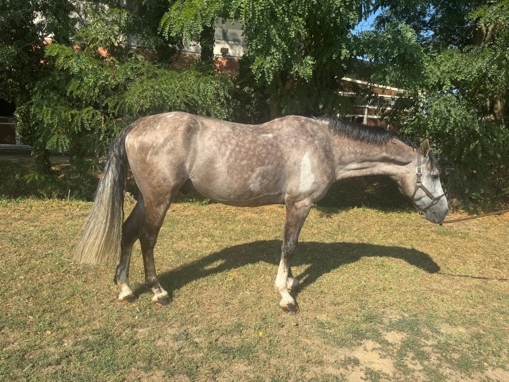 Getalenteerde 5 jarige ruin || ESHA Veiling 9 - 12/10/2026, Animaux & Accessoires, Avec pedigree, Hongre, M, 160 à 165 cm