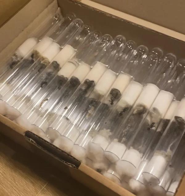 Messor Barbarus mieren koninginnen in bulk, Dieren en Toebehoren, Mieren