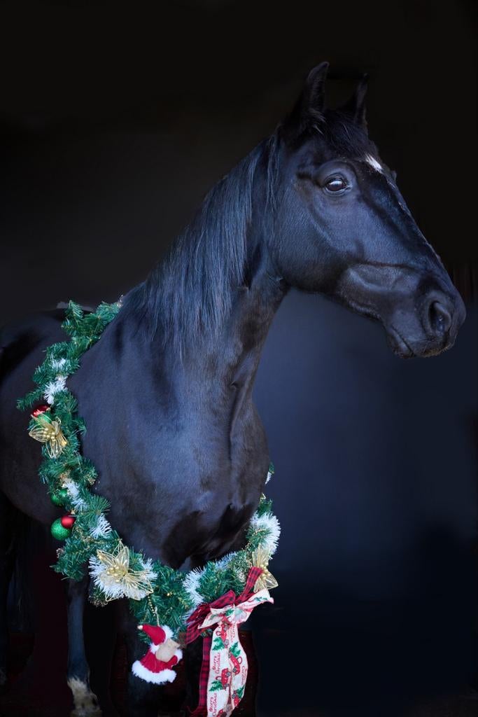 Halve stal of 10🌟🏠, Dieren en Toebehoren, Paarden, Ruin, 160 tot 165 cm, Recreatiepaard, 11 jaar of ouder