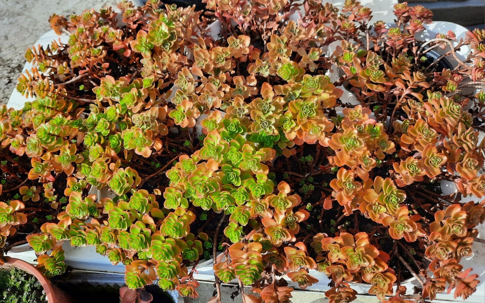 Vetplantjes, Tuin en Terras, Ophalen, Bodembedekkers, Vaste plant, Bloeit niet