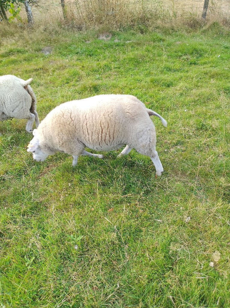texel rammen, Dieren en Toebehoren, Schapen, Geiten en Varkens