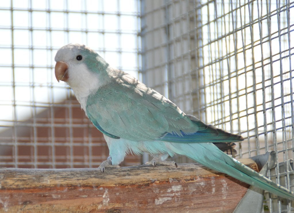 perruche souris (conure veuve) 2026, Femelle, Perruche, Bagué