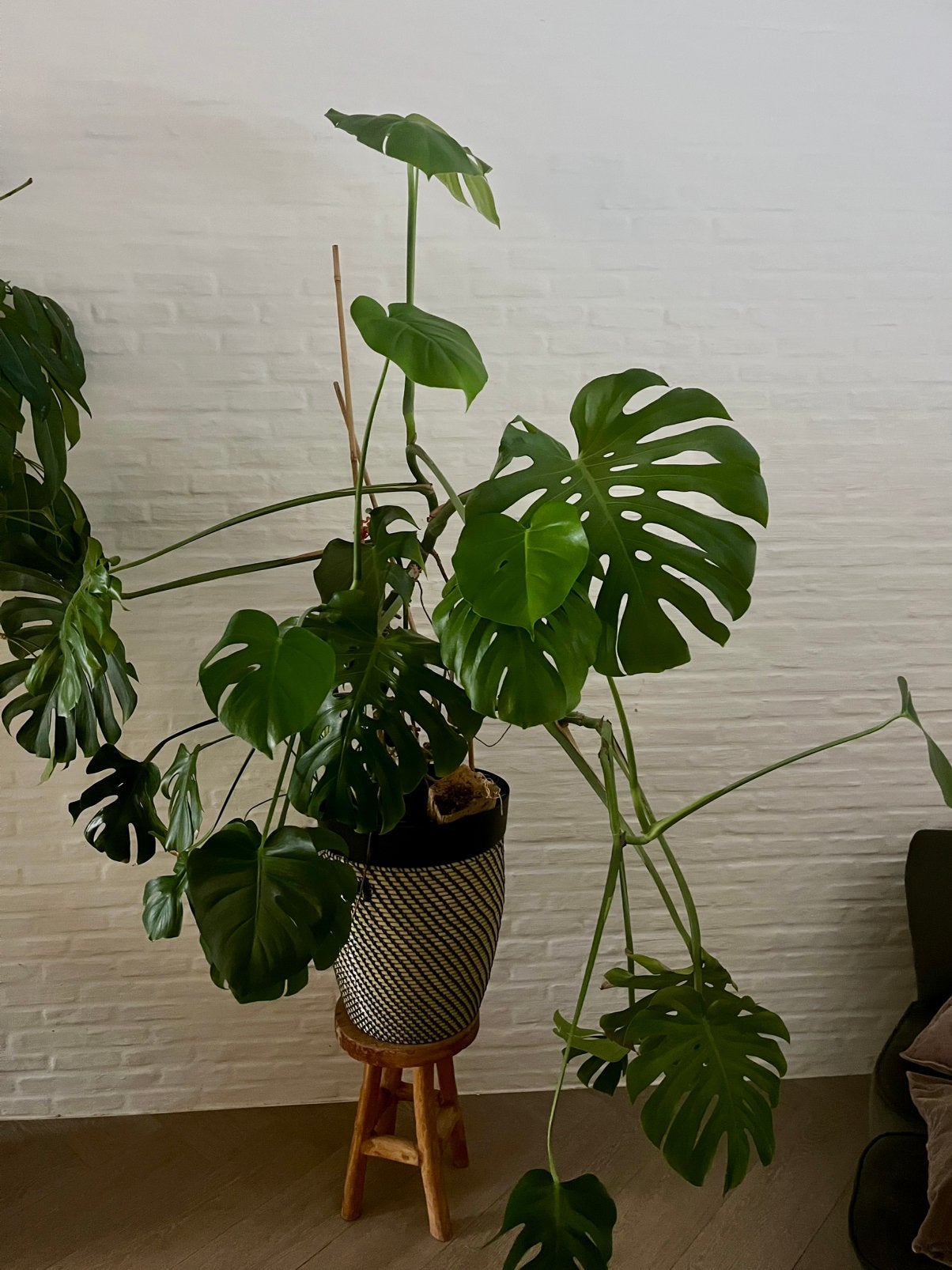 Monstera 150 cm, Autres espèces, 150 à 200 cm, Enlèvement, Plante verte