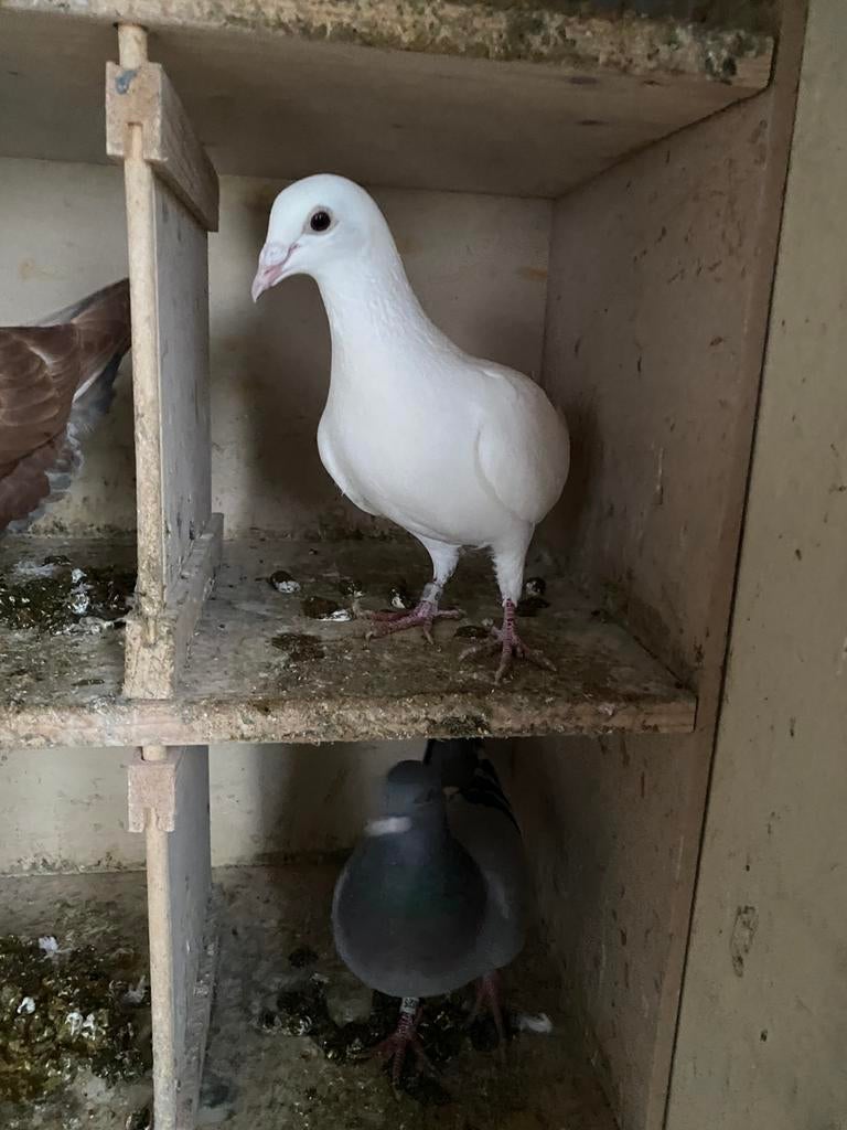 White duivin, Dieren en Toebehoren, Vogels | Duiven, Vrouwelijk, Postduif