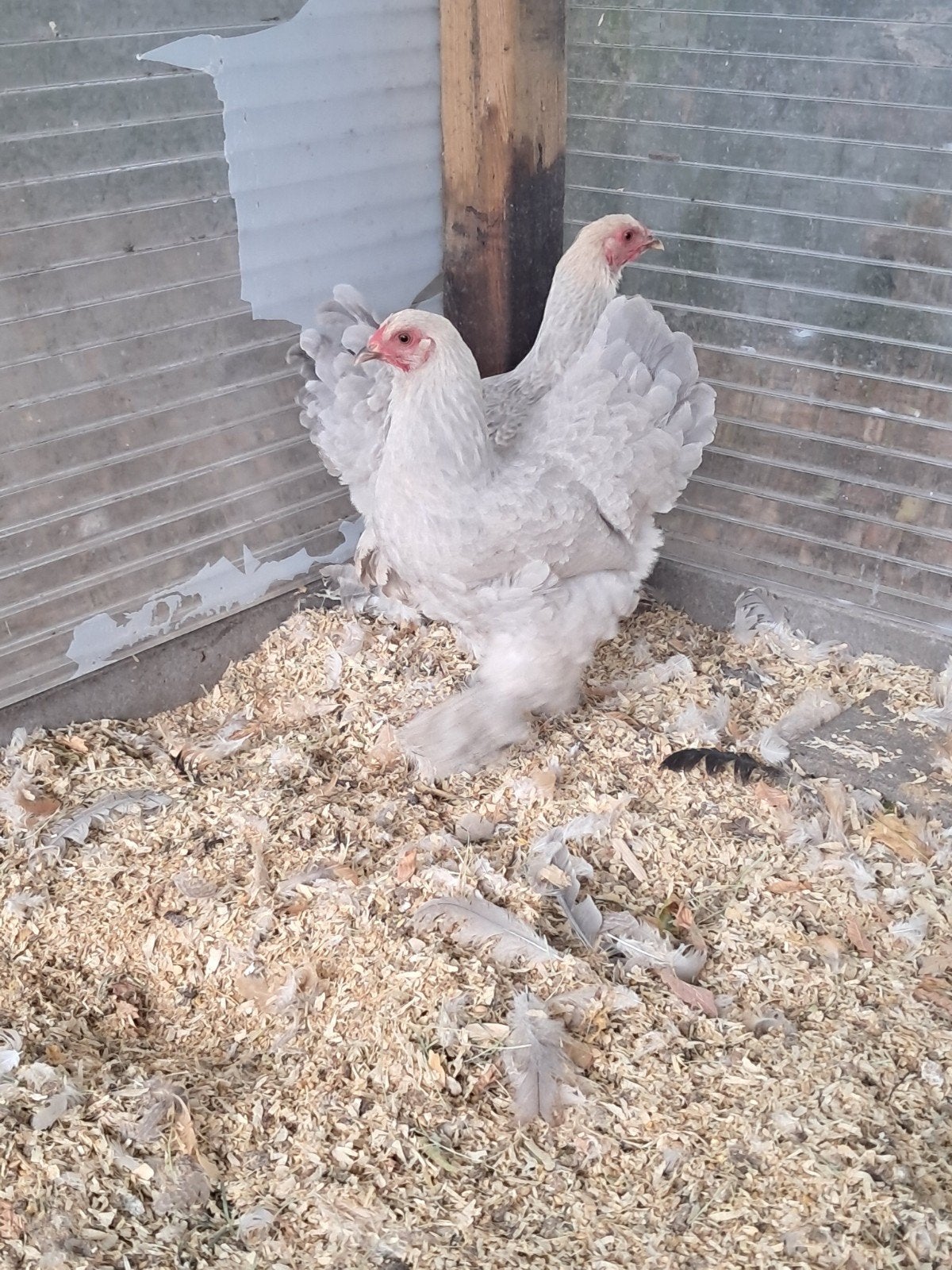 brahma kriel hennen, Animaux & Accessoires, Femelle, Poule ou poulet