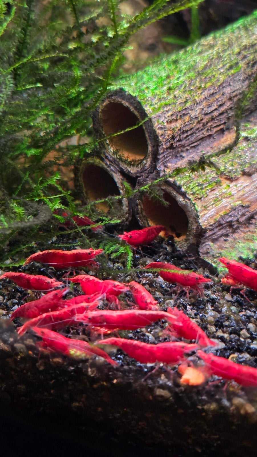 Neocaridina vuurgarnalen te koop, Octobre, Plusieurs animaux