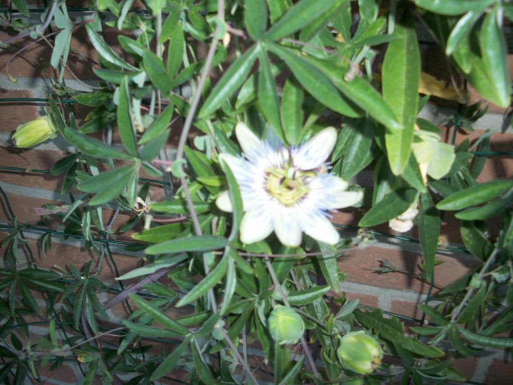 Passiflora caerulea of passiebloem een klimplant en andere, Ophalen, Vaste plant, Halfschaduw, Klimplanten