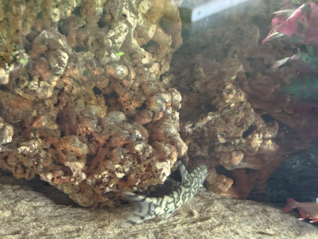Aquarium + meubel en warm water vissen (zoet), Dieren en Toebehoren, Ophalen, Inclusief vissen, Gebruikt, Gevuld zoetwateraquarium