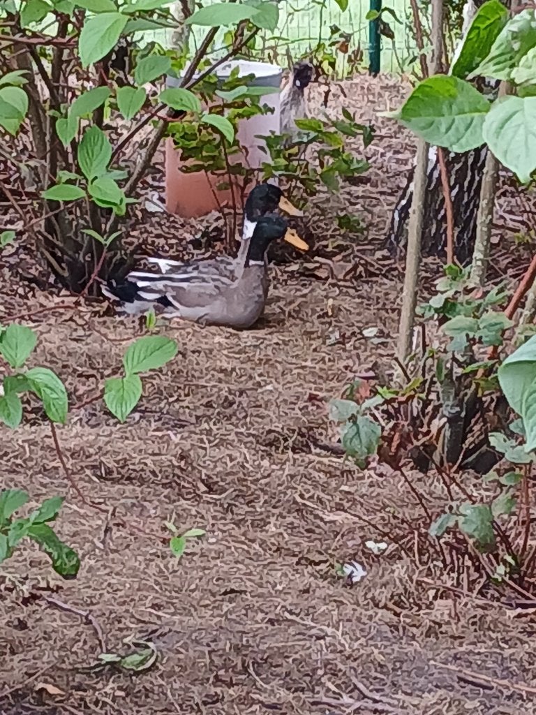 loopeenden, Dieren en Toebehoren, Mannelijk, Eend