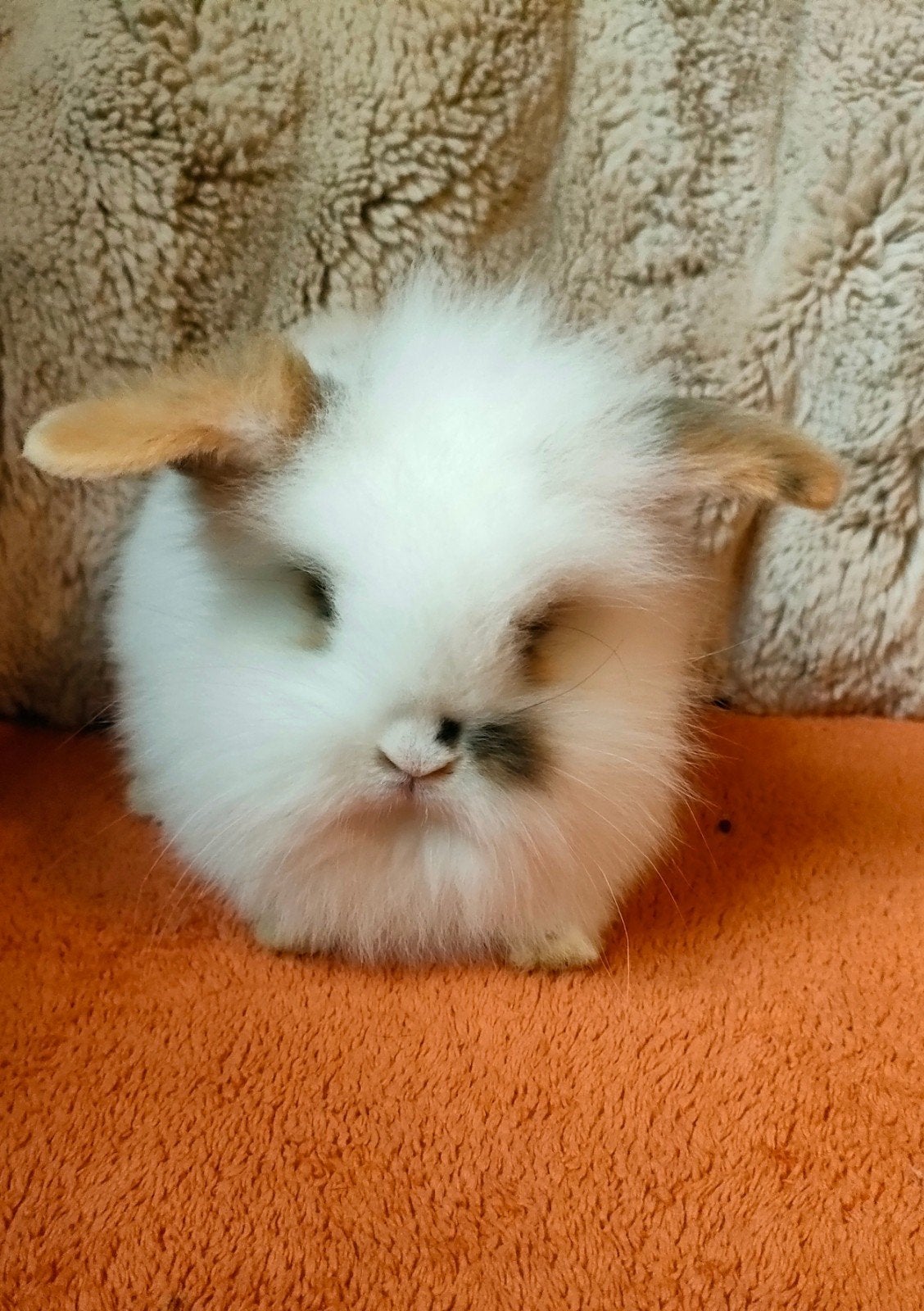 minilop x leeuwenkopje dwergkonijn, Animaux & Accessoires, Mâle, Nain, 0 à 2 ans