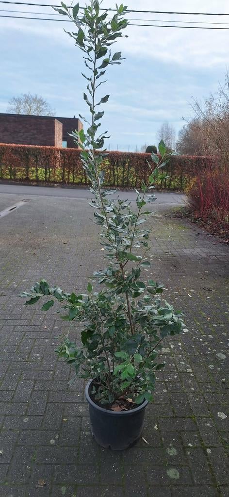 Steeneik / Querces ilex, Tuin en Terras, Ophalen