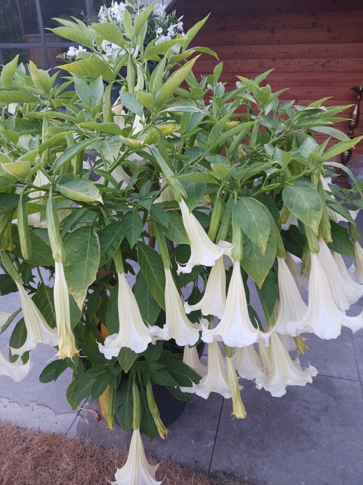 brugmansia  scheuten  ongeveer  70 cm hoogte, Ophalen of Verzenden, Eenjarig