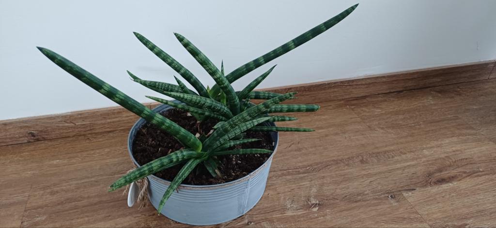 Afrikaanse speerplant., Ophalen