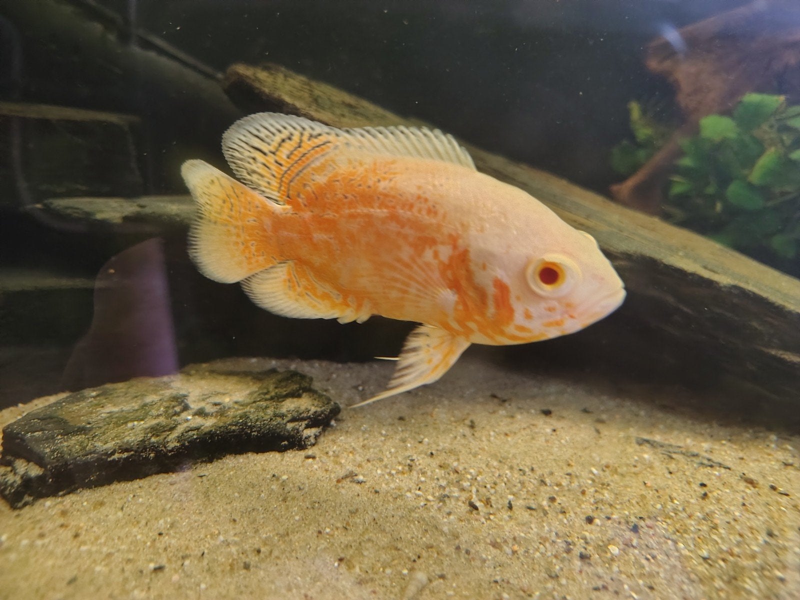 astronotus ocellatus Red Nemo, Vis