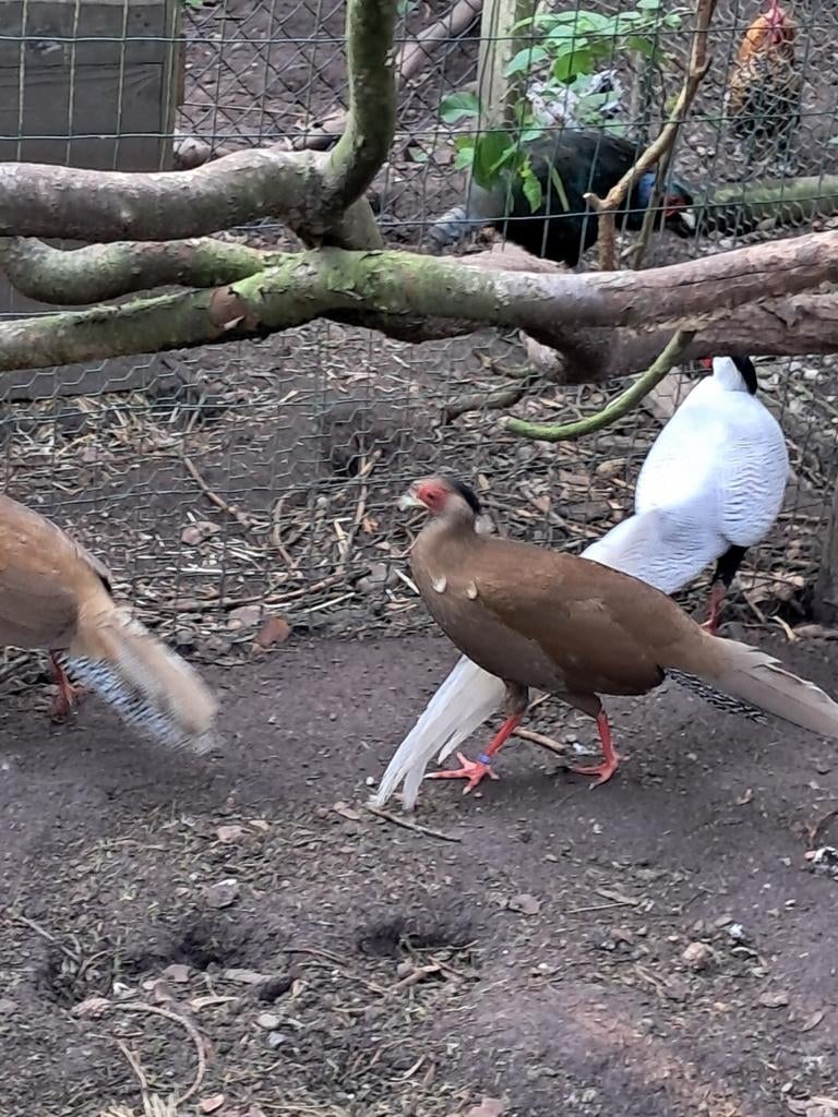 Zilverfazant broedeieren, Dieren en Toebehoren, Pluimvee