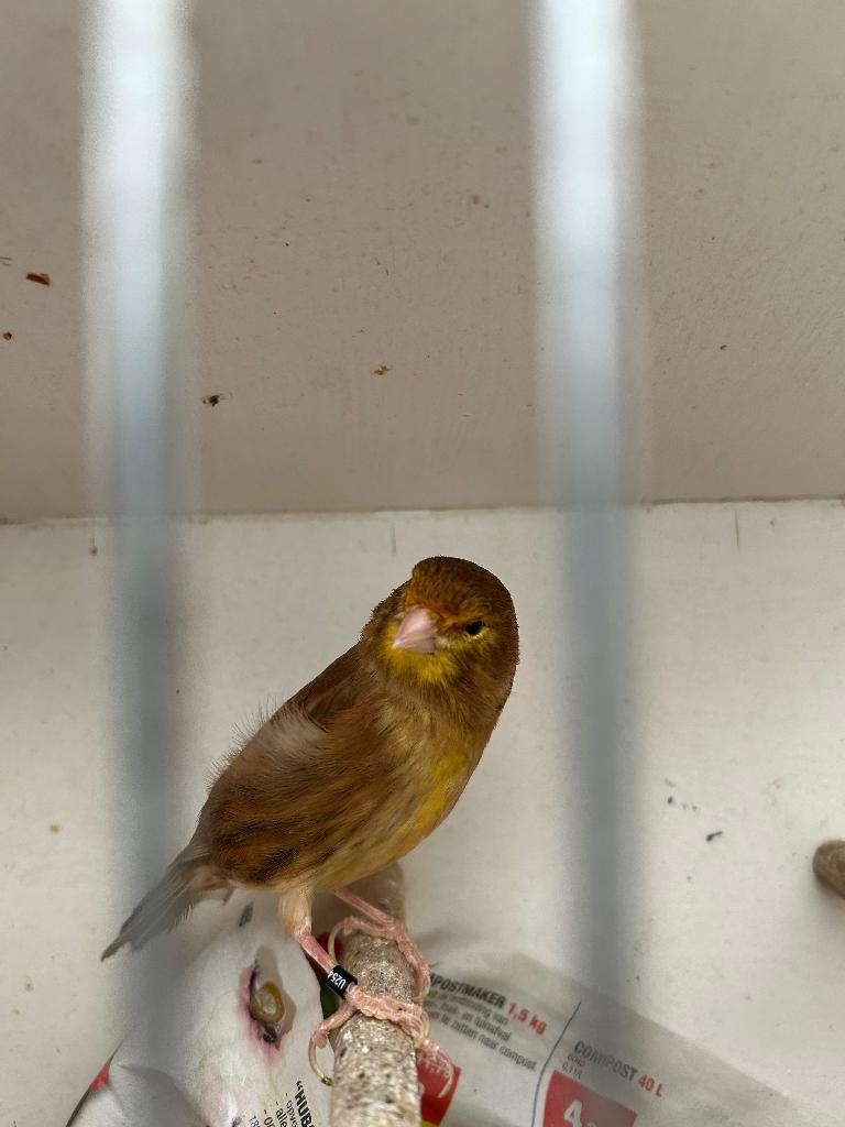 Kanarie phaeo man, Dieren en Toebehoren, Vogels | Kanaries