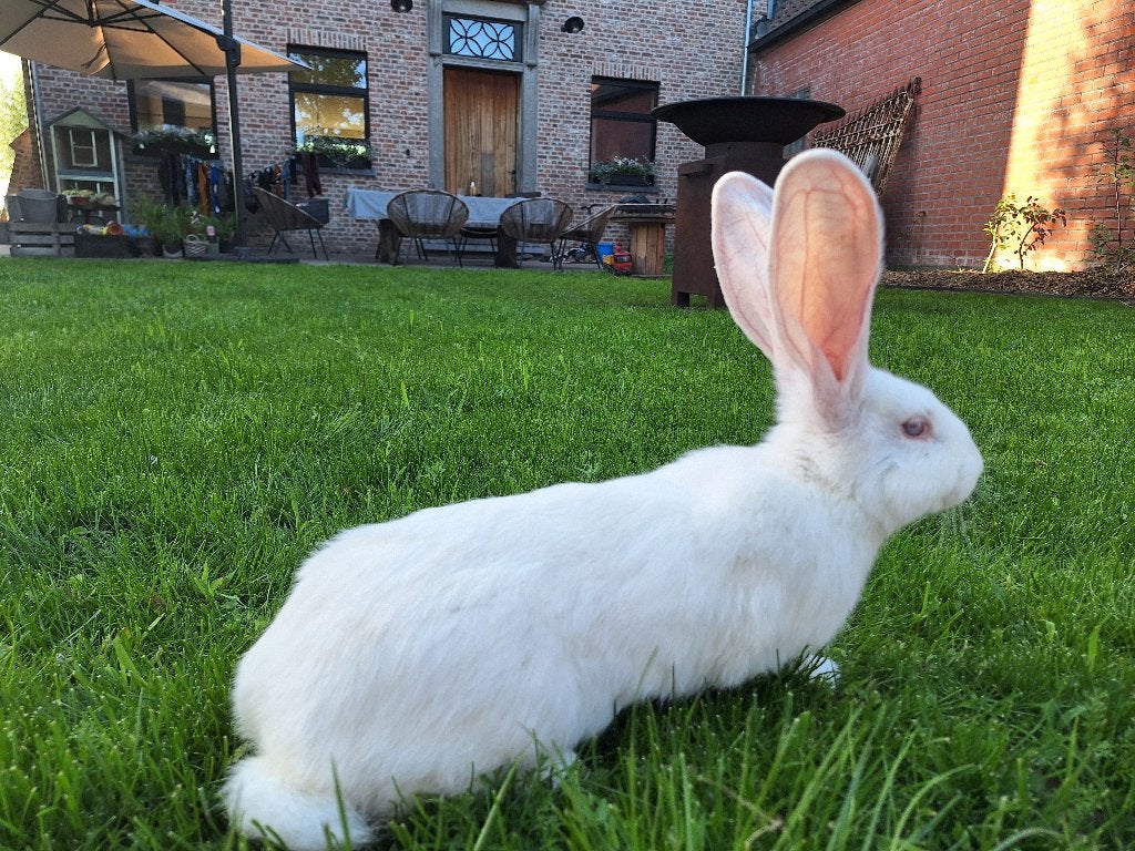 Duitse reuzen, Meerdere dieren, Groot, 0 tot 2 jaar