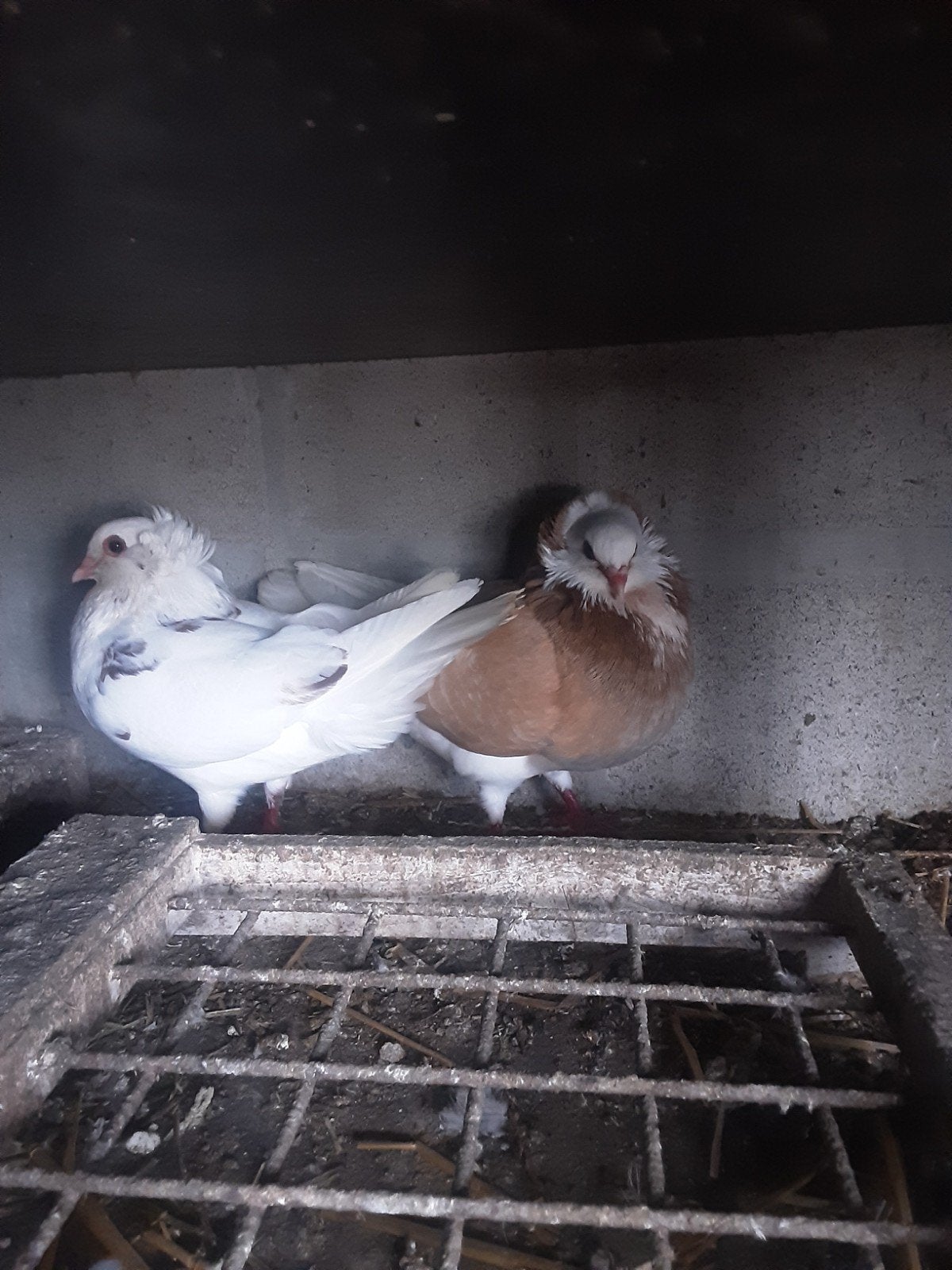 Koppel gevlekt Oudhollandse Kapucijnen sierduiven, Plusieurs animaux, Autres espèces