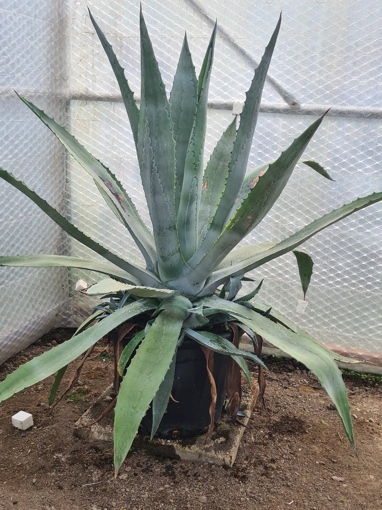 Agave Americana, Tuin en Terras, Volle zon, Vaste plant, Zomer, Ophalen