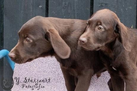 labrador pups, beide ouders zijn hier aanwezig, Dieren en Toebehoren, Honden | Retrievers, Spaniëls en Waterhonden, Parvo, België