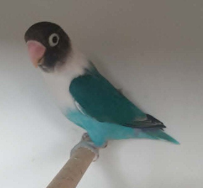 Personata MAN (DNA attest) - turquoise, Dieren en Toebehoren, Mannelijk, Dwergpapegaai of Agapornis, Geringd