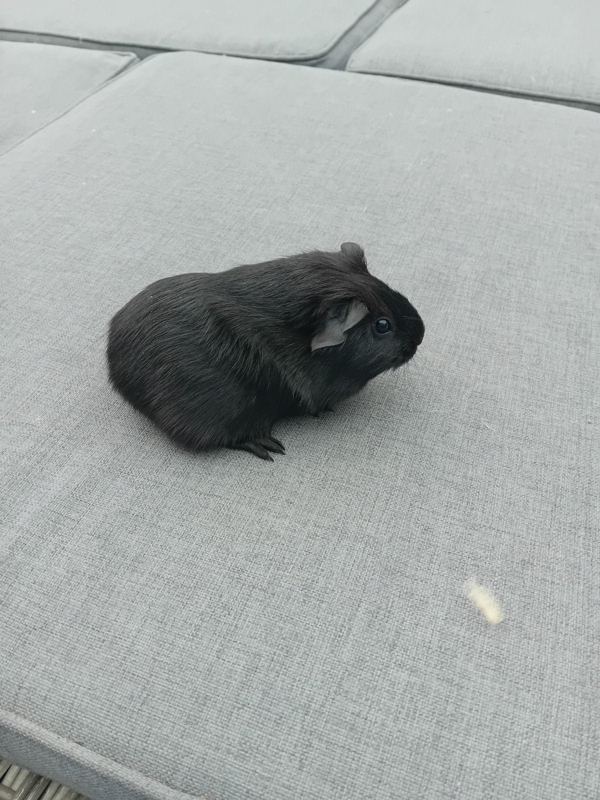 mooi zwart cavia zeugje, Dieren en Toebehoren, Juni, Cavia