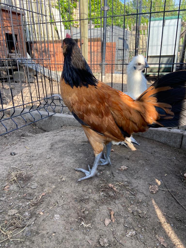 Vorwerk haantje, Dieren en Toebehoren, Mannelijk, Kip