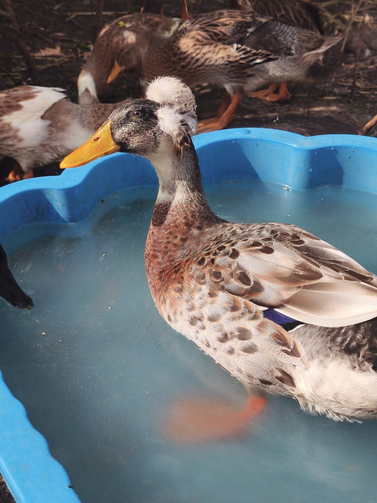 Hollandse kuifeend trio, Animaux & Accessoires, Plusieurs animaux, Canard