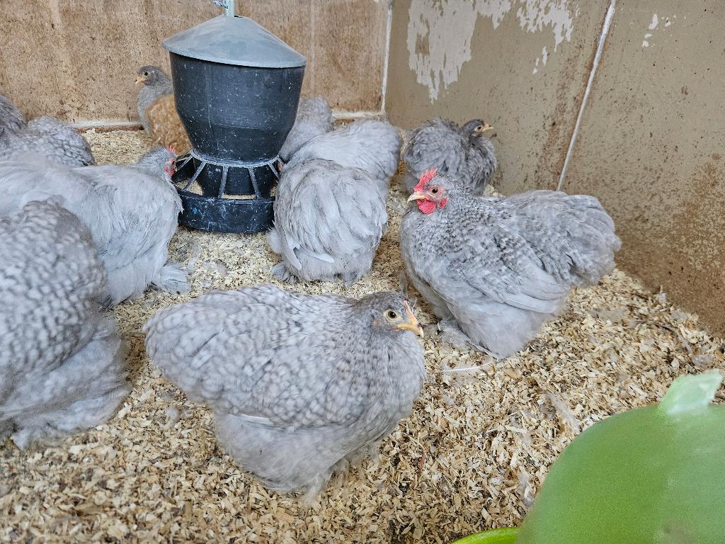Prachtige Jonge cochinkrielen 2026 parelgrijskoekoek, Animaux & Accessoires, Volatiles, Poule ou poulet, Plusieurs animaux