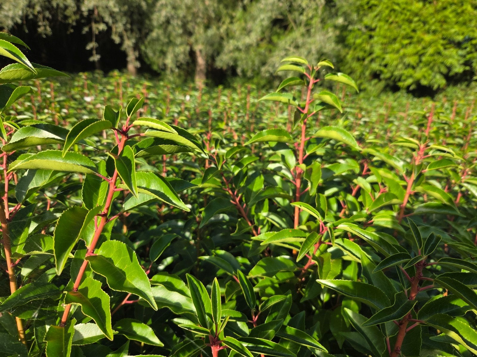 VENTE DE HAIES DE LAURIERS AU PORTUGAL EN RAISON DE SON ARRÊ, Jardin & Terrasse, Enlèvement, Laurier, Haie