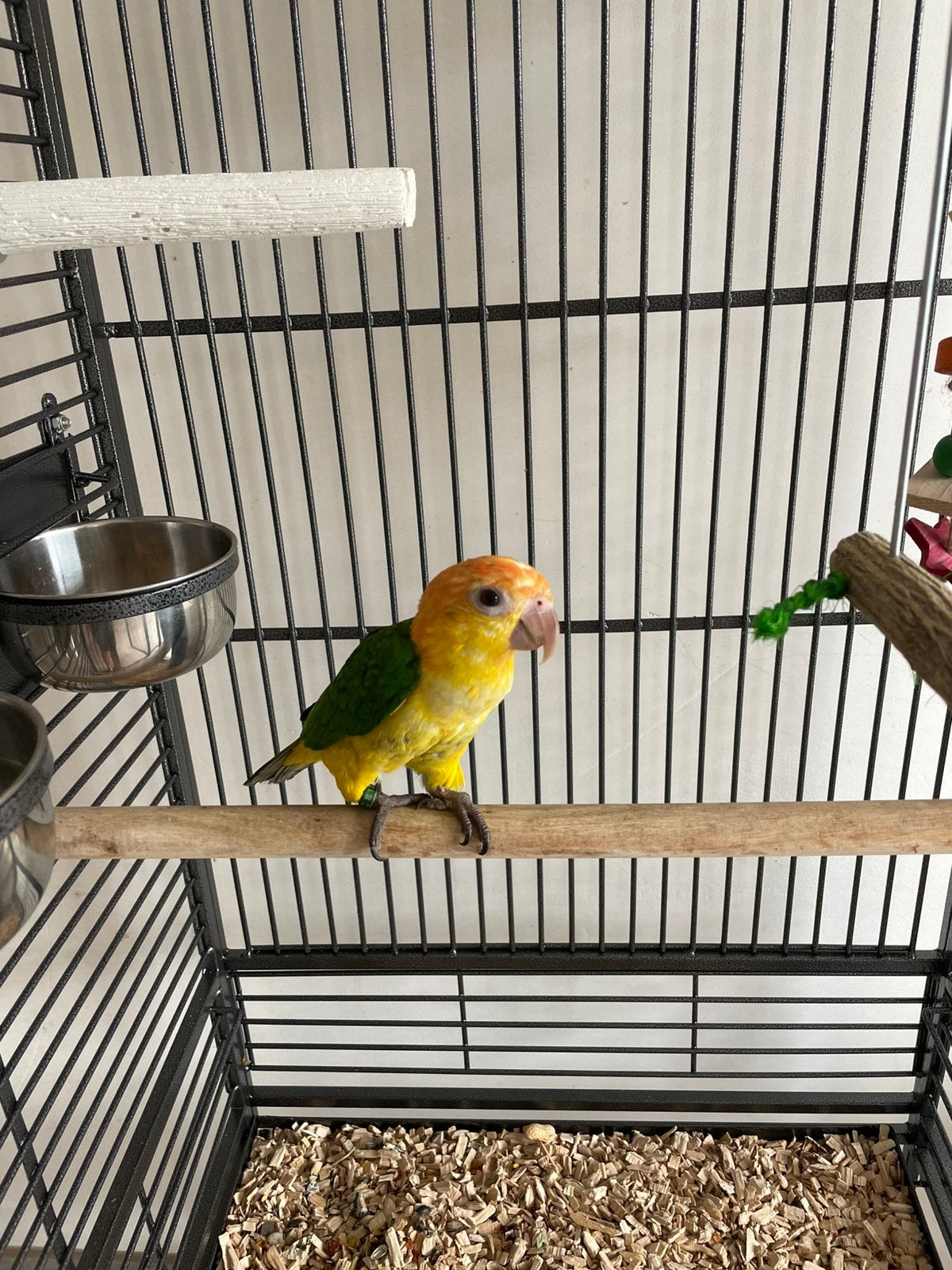 Lieve roestkop caique, Dieren en Toebehoren, Mannelijk, Papegaai, Geringd