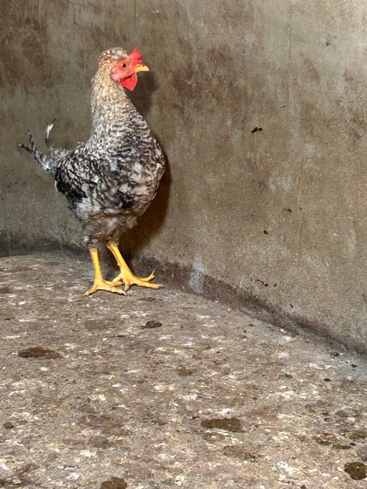 Cream legbar haantjes, Dieren en Toebehoren, Pluimvee