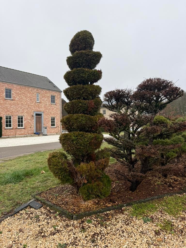 Taxus spiraal, Ophalen