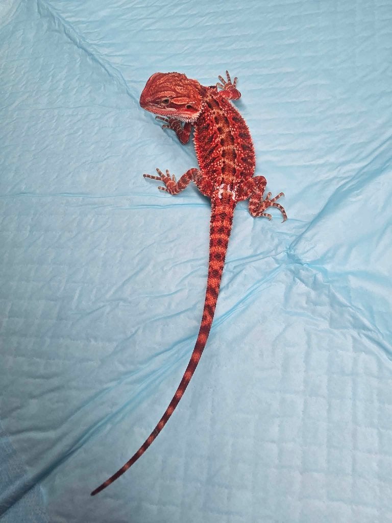 Dragon barbu et monstre rouge (femelle), Lézard, Domestique, 0 à 2 ans