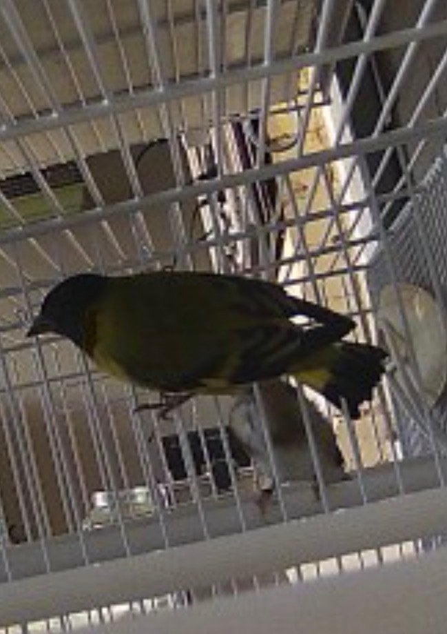 Gezocht kapoetsensijs pop, Dieren en Toebehoren, Vrouwelijk, Wildzangvogel, Geringd